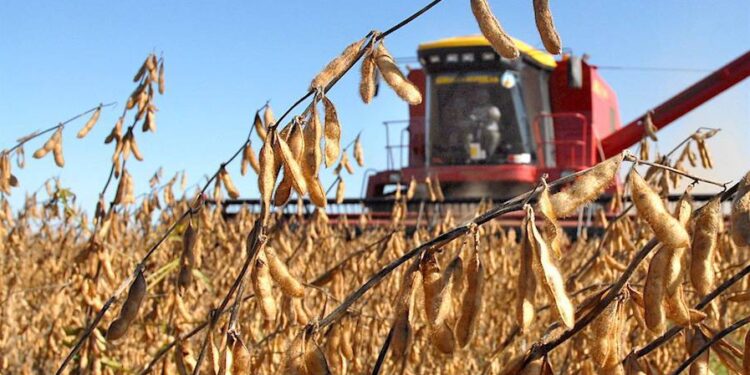 Estimulados: En la última década los rindes promedio del maíz crecieron el doble que los de la castigada soja