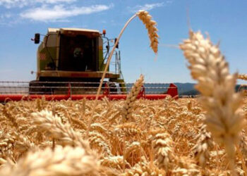 ¿La soja ya fue? El analista Cristian Russo destaca que ahora “las gramíneas son una locomotora a las que no las para nadie”