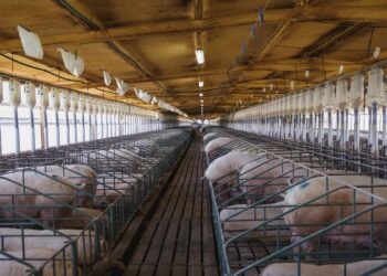 Vuelven a subir las importaciones de carne de cerdo desde Brasil y hay preocupación entre los productores locales