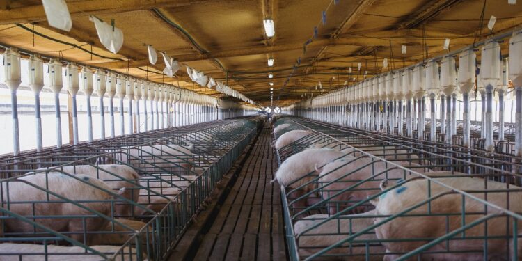 Vuelven a subir las importaciones de carne de cerdo desde Brasil y hay preocupación entre los productores locales