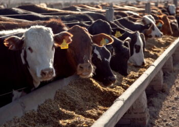 Disfrazándolos como una ayuda a los pequeños ganaderos, el gobierno lanzó créditos subsidiados para poder repoblar los corrales de 2.100 feedlots