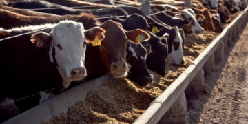 Disfrazándolos como una ayuda a los pequeños ganaderos, el gobierno lanzó créditos subsidiados para poder repoblar los corrales de 2.100 feedlots