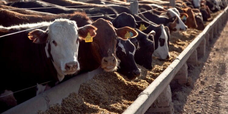 Disfrazándolos como una ayuda a los pequeños ganaderos, el gobierno lanzó créditos subsidiados para poder repoblar los corrales de 2.100 feedlots