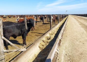 Bienestar animal: Presentaron un manual para que los bovinos transiten sus días de encierro de la mejor manera posible