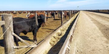 Bienestar animal: Presentaron un manual para que los bovinos transiten sus días de encierro de la mejor manera posible