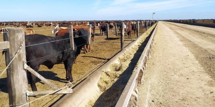 Bienestar animal: Presentaron un manual para que los bovinos transiten sus días de encierro de la mejor manera posible