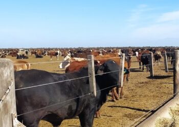 Carlos Federico Kohn avisa que los nuevos créditos subsidiados a los feedlots van a “generar más problemas que soluciones”