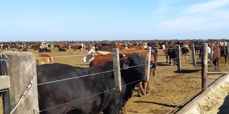 Carlos Federico Kohn avisa que los nuevos créditos subsidiados a los feedlots van a “generar más problemas que soluciones”