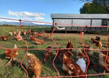 ¿Adiós al huevo de jaula? Cuatro cafeterías argentinas ya se comprometieron a cambiar por “huevos de gallinas felices”