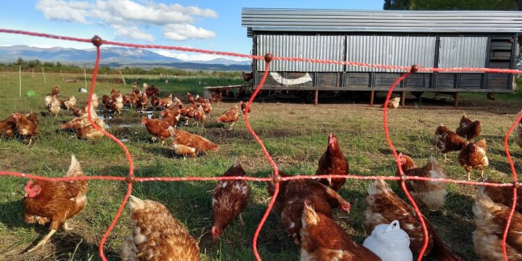 ¿Adiós al huevo de jaula? Cuatro cafeterías argentinas ya se comprometieron a cambiar por “huevos de gallinas felices”