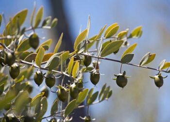 Hay jojoda en La Rioja: La jojoba, una actividad que estaba medio jojorobada, fue beneficiada con la eliminación de retenciones