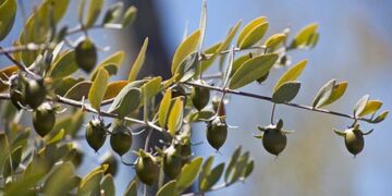 Hay jojoda en La Rioja: La jojoba, una actividad que estaba medio jojorobada, fue beneficiada con la eliminación de retenciones