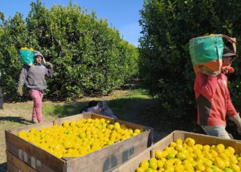 Federico Maranzana, de la empresa Nynagro, nos introduce en la cosecha del limón, que es clave para Tucumán por la alta demanda de mano de obra