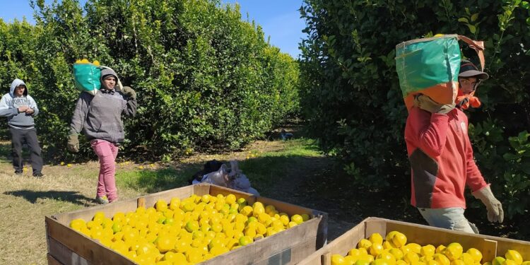 Federico Maranzana, de la empresa Nynagro, nos introduce en la cosecha del limón, que es clave para Tucumán por la alta demanda de mano de obra