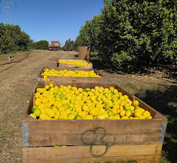 El día en que un vivero de Tucumán ingresó al Libro Guiness por haber reunido la mayor cantidad de plantines de limón en todo el mundo