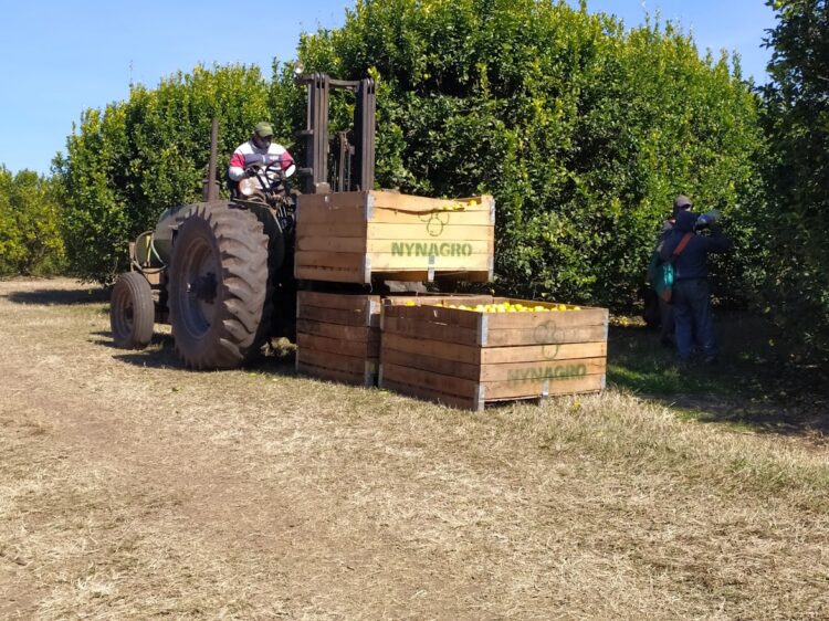 Federico Maranzana, de la empresa Nynagro, nos introduce en la cosecha del limón, que es clave para Tucumán por la alta demanda de mano de obra