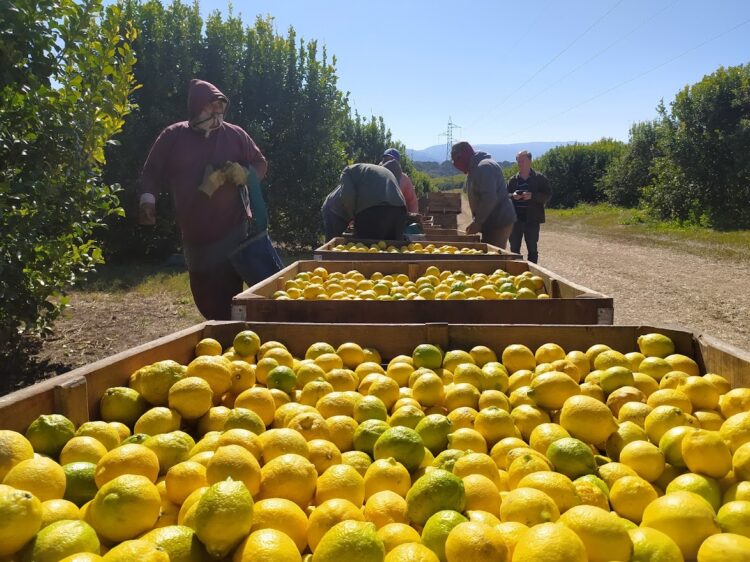 Federico Maranzana, de la empresa Nynagro, nos introduce en la cosecha del limón, que es clave para Tucumán por la alta demanda de mano de obra
