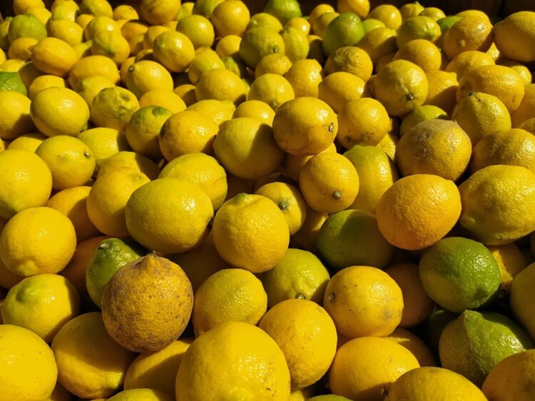 Federico Maranzana, de la empresa Nynagro, nos introduce en la cosecha del limón, que es clave para Tucumán por la alta demanda de mano de obra