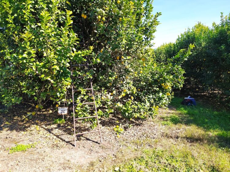 Federico Maranzana, de la empresa Nynagro, nos introduce en la cosecha del limón, que es clave para Tucumán por la alta demanda de mano de obra
