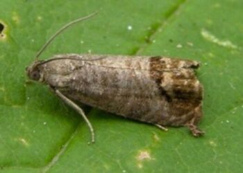 ¿Hay plata suficiente para combatir la polilla de la vid? Mendoza le pidió 1.400 millones de pesos a la Nación para sostener la pelea contra esa plaga