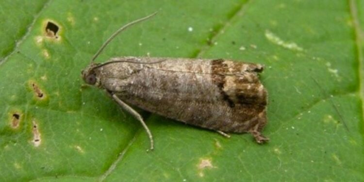 ¿Hay plata suficiente para combatir la polilla de la vid? Mendoza le pidió 1.400 millones de pesos a la Nación para sostener la pelea contra esa plaga