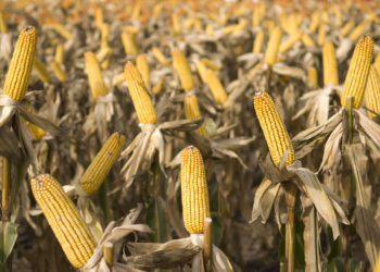Contradicciones: Crece la oferta de maíz justo cuando el gobierno reduce los estímulos a su demanda para producir carnes y bioetanol