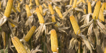 Contradicciones: Crece la oferta de maíz justo cuando el gobierno reduce los estímulos a su demanda para producir carnes y bioetanol