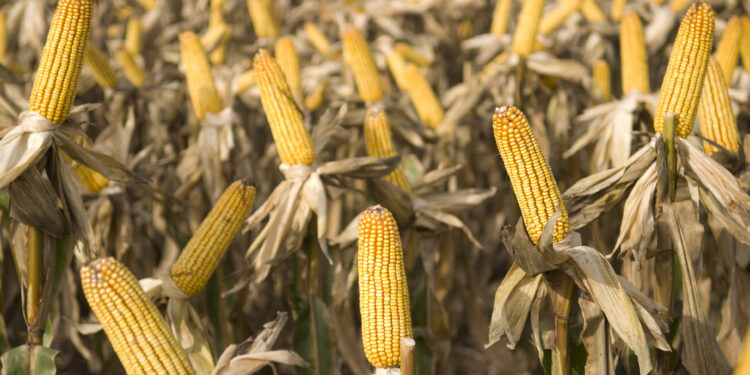 Contradicciones: Crece la oferta de maíz justo cuando el gobierno reduce los estímulos a su demanda para producir carnes y bioetanol