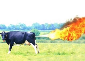 ¿Se puede crear una vacuna para controlar la producción de gas metano en el ganado? Eso es lo que está investigando Nueva Zelanda