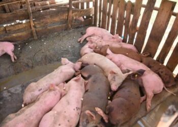 Y un día la Peste Porcina Africana hizo pie en América: Denuncian dos brotes en República Dominicana