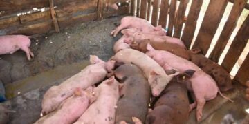 Y un día la Peste Porcina Africana hizo pie en América: Denuncian dos brotes en República Dominicana