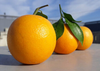 Tarde, pero finalmente la AFIP se sumó a la emergencia del sector citrícola y dictó una moratoria