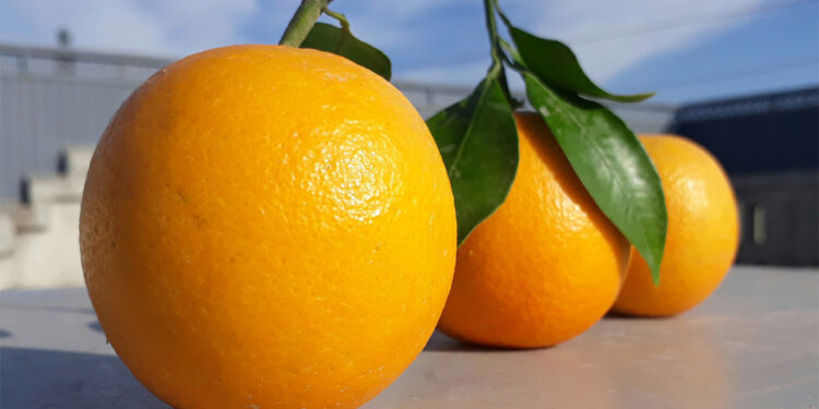 Tarde, pero finalmente la AFIP se sumó a la emergencia del sector citrícola y dictó una moratoria