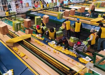 ¿Es cierto que los mejores limones se van para el exterior? Julio Nieva nos muestra el cuidadoso trabajo de selección dentro de un empaque tucumano