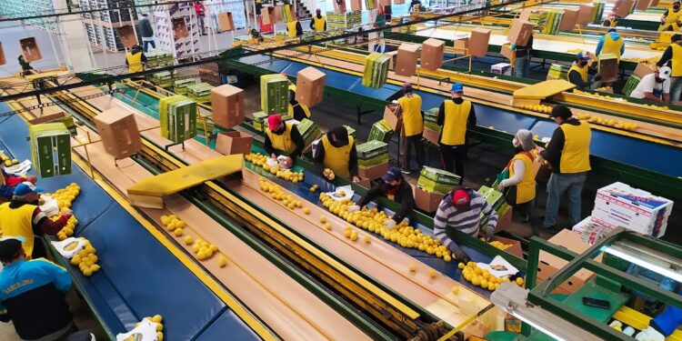 ¿Es cierto que los mejores limones se van para el exterior? Julio Nieva nos muestra el cuidadoso trabajo de selección dentro de un empaque tucumano