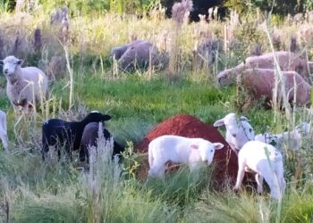 ¿Se pueden criar 120 ovinos en 6 hectáreas? Los Godina reconvirtieron la quinta familiar para montar una cabaña a pocos kilómetros de Posadas
