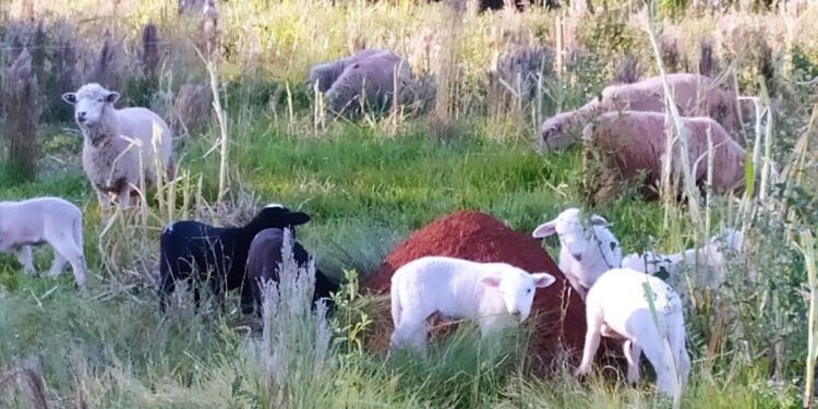 ¿Se pueden criar 120 ovinos en 6 hectáreas? Los Godina reconvirtieron la quinta familiar para montar una cabaña a pocos kilómetros de Posadas