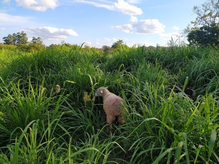 ¿Se pueden criar 120 ovinos en 6 hectáreas? Los Godina reconvirtieron la quinta familiar para montar una cabaña a pocos kilómetros de Posadas
