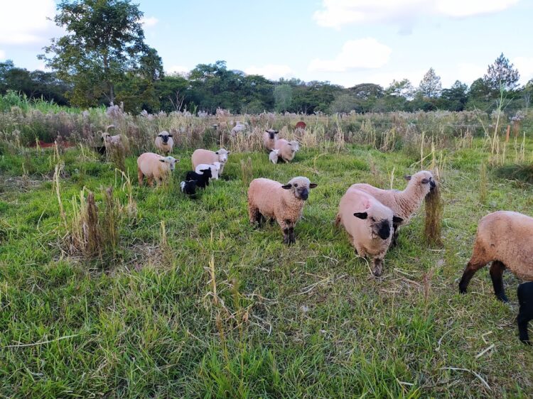 ¿Se pueden criar 120 ovinos en 6 hectáreas? Los Godina reconvirtieron la quinta familiar para montar una cabaña a pocos kilómetros de Posadas