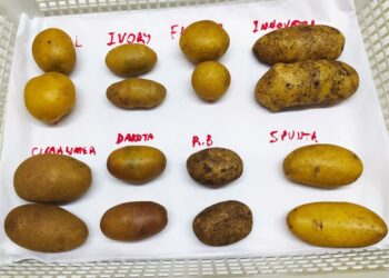 Aunque todas las papas parezcan iguales, Ana Escarrá conserva más de 200 variedades y su tarea es clave para que la Argentina pueda abastecerse de este alimento