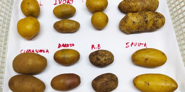 Aunque todas las papas parezcan iguales, Ana Escarrá conserva más de 200 variedades y su tarea es clave para que la Argentina pueda abastecerse de este alimento