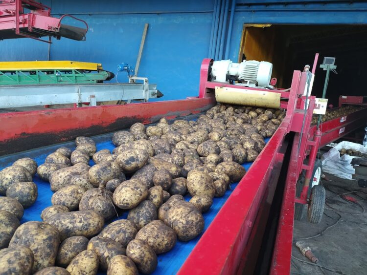 Para tener papas todo el año, lo mejor es almacenarlas: Y de eso sabe mucho la familia Pereyra