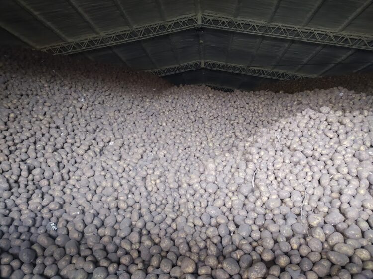 Para tener papas todo el año, lo mejor es almacenarlas: Y de eso sabe mucho la familia Pereyra