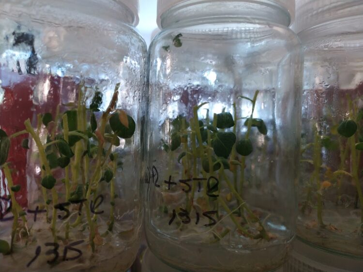 Aunque todas las papas parezcan iguales, Ana Escarrá conserva más de 200 variedades y su tarea es clave para que la Argentina pueda abastecerse de este alimento