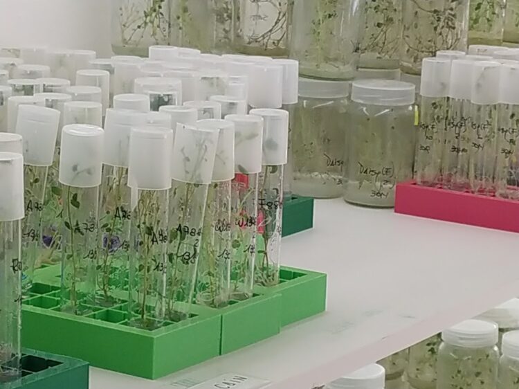 Aunque todas las papas parezcan iguales, Ana Escarrá conserva más de 200 variedades y su tarea es clave para que la Argentina pueda abastecerse de este alimento