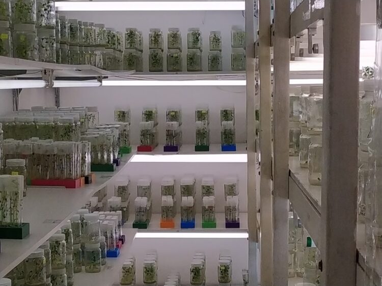 Aunque todas las papas parezcan iguales, Ana Escarrá conserva más de 200 variedades y su tarea es clave para que la Argentina pueda abastecerse de este alimento