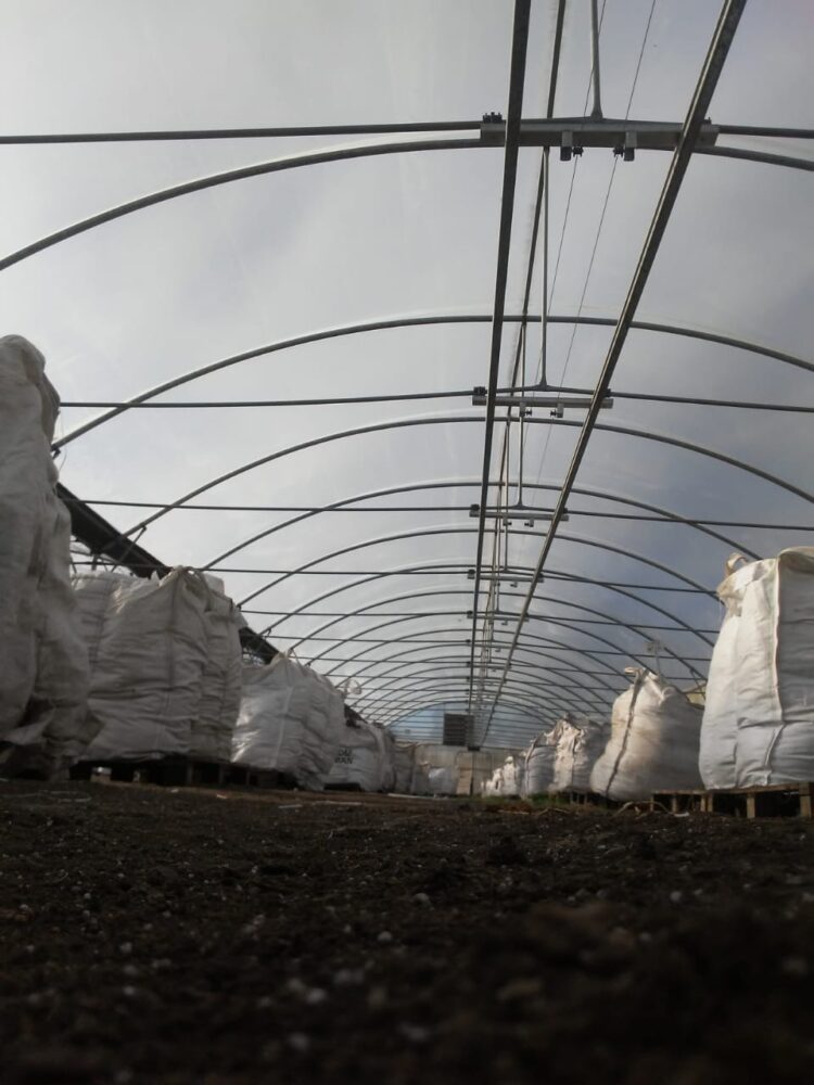 Aunque todas las papas parezcan iguales, Ana Escarrá conserva más de 200 variedades y su tarea es clave para que la Argentina pueda abastecerse de este alimento