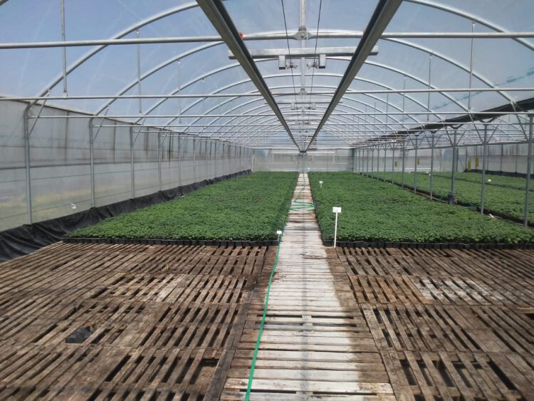 Aunque todas las papas parezcan iguales, Ana Escarrá conserva más de 200 variedades y su tarea es clave para que la Argentina pueda abastecerse de este alimento