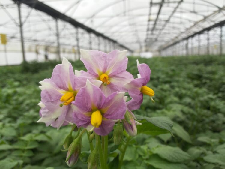 Aunque todas las papas parezcan iguales, Ana Escarrá conserva más de 200 variedades y su tarea es clave para que la Argentina pueda abastecerse de este alimento