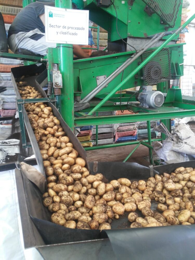 Aunque todas las papas parezcan iguales, Ana Escarrá conserva más de 200 variedades y su tarea es clave para que la Argentina pueda abastecerse de este alimento